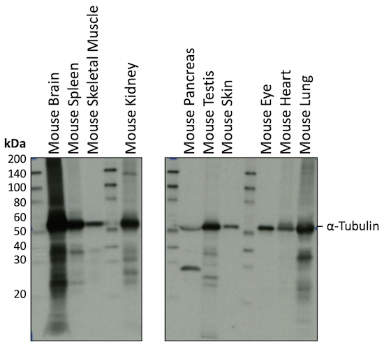 Western Blot Loading Control Protein Expression In Mouse Tissues 7746